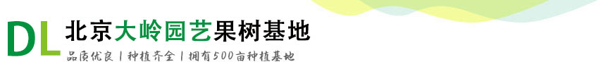 北京大岭园艺果树基地 北京苗木基地 北京果树基地  北京苗木销售基地