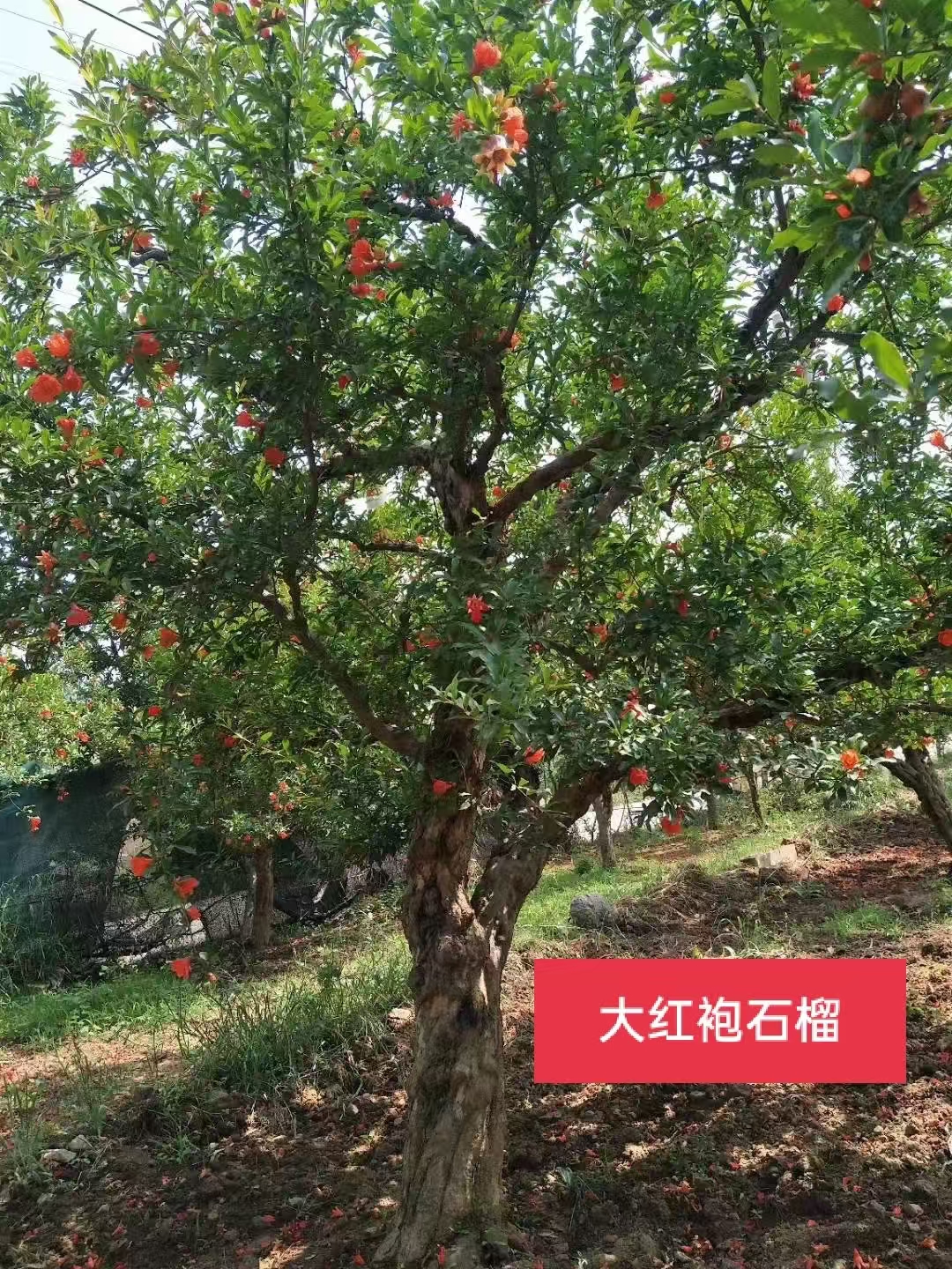 北京大岭园艺苗木 北京好的苗木基地 